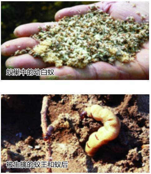 合肥挖出白蚁王国超50斤重 30岁蚁后巢穴似宫殿