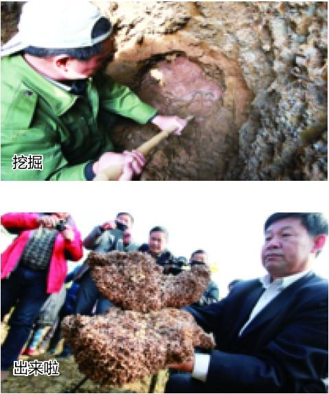 合肥挖出白蚁王国超50斤重 30岁蚁后巢穴似宫殿